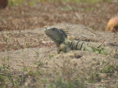 Iguana iguana