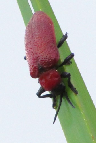 Coraliomela brunnea photo 3