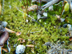 Ptychostomum creberrimum