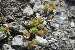 Portulaca rubricaulis