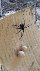 Latrodectus mactans