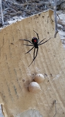 Latrodectus mactans