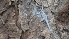 Lygodactylus mombasicus