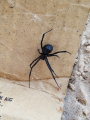 Latrodectus mactans