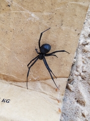 Latrodectus mactans