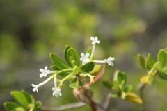 Stenostomum acutatum