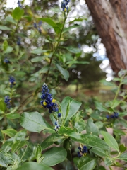 Monnina salicifolia