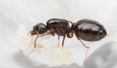 Crematogaster lineolata