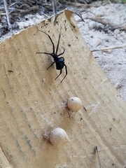 Latrodectus mactans
