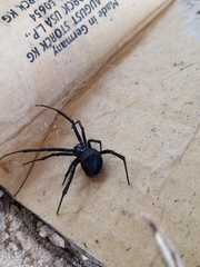Latrodectus mactans