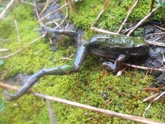 Gastrotheca riobambae