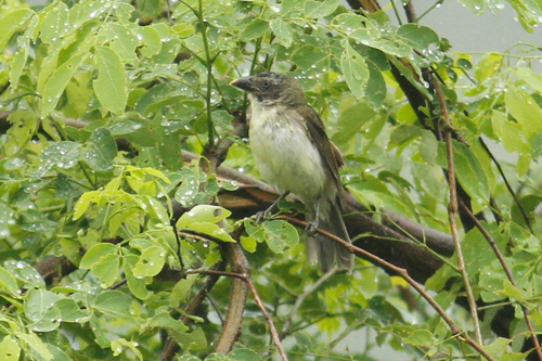 Streaked Saltator