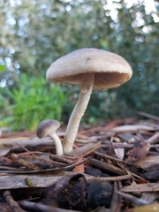 Agaricales