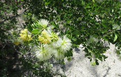 Pithecellobium circinale