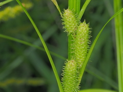 Carex frankii