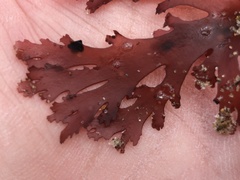 Callophyllis violacea