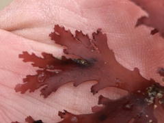 Callophyllis violacea