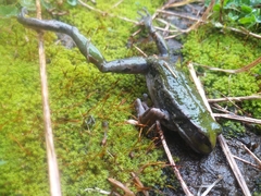 Gastrotheca riobambae