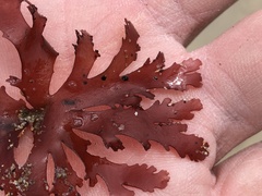 Callophyllis violacea