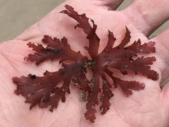 Callophyllis violacea