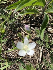 Callirhoe alcaeoides