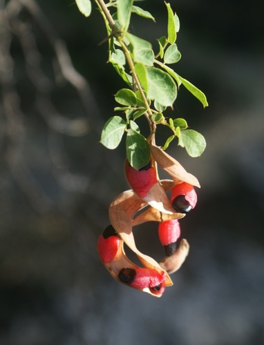 Pithecellobium circinale