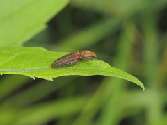 Limonius auripilis