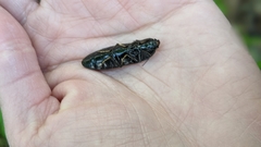 Melanactes
