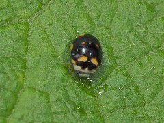 Brachiacantha decempustulata