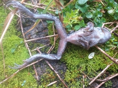 Gastrotheca riobambae