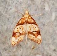 Gymnobathra hamatella