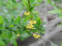 Berberis × ottawensis