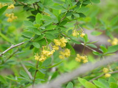 Berberis × ottawensis