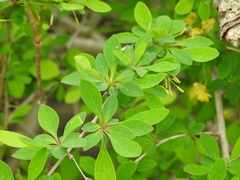 Berberis × ottawensis