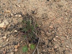 Pentameris airoides airoides