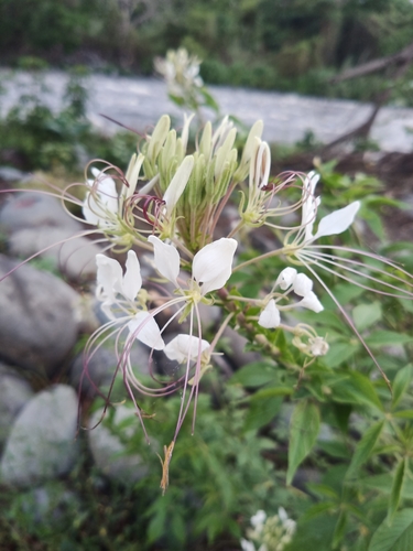 Cleoserrata speciosa observed 2021-05-13