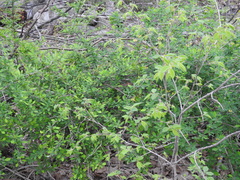 Berberis × ottawensis