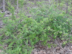 Berberis × ottawensis