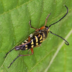 Typocerus zebra