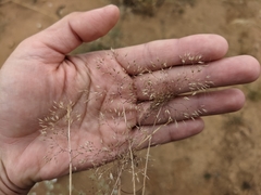 Pentameris airoides airoides