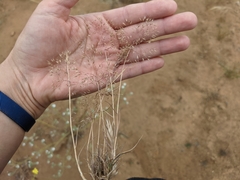 Pentameris airoides airoides