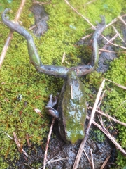 Gastrotheca riobambae