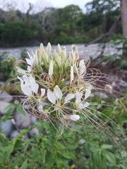 Cleoserrata speciosa