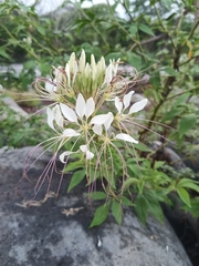 Cleoserrata speciosa