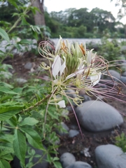 Cleoserrata speciosa