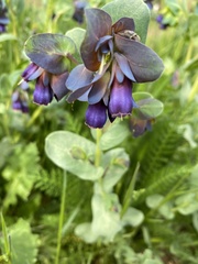 Cerinthe