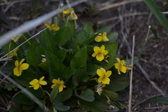 Viola nuttallii