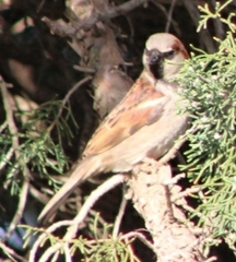 Passer domesticus