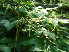 Astilbe biternata