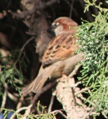 Passer domesticus